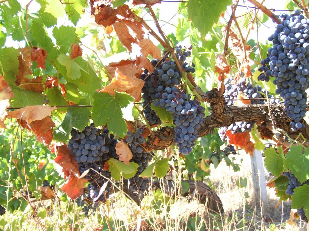 Agriturismo Locoe 오리에나 외부 사진